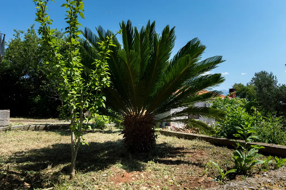 Ferienwohnung in Brac  66131564 16916