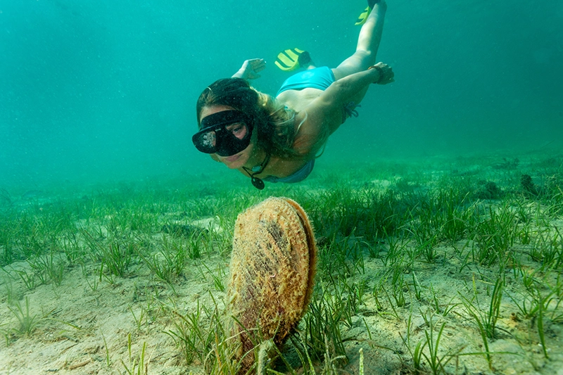 Tauchen-im-adriatischen-Meer-Aktivurlaub.